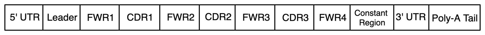 V(D)J Transcript Structure Diagram